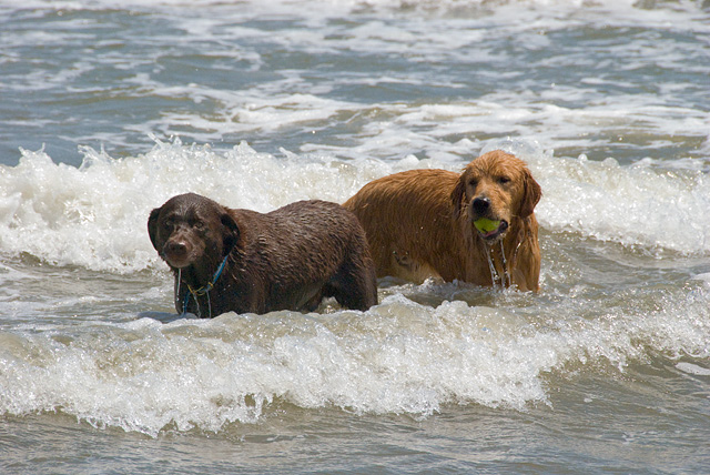 24 - Dogs in the Water