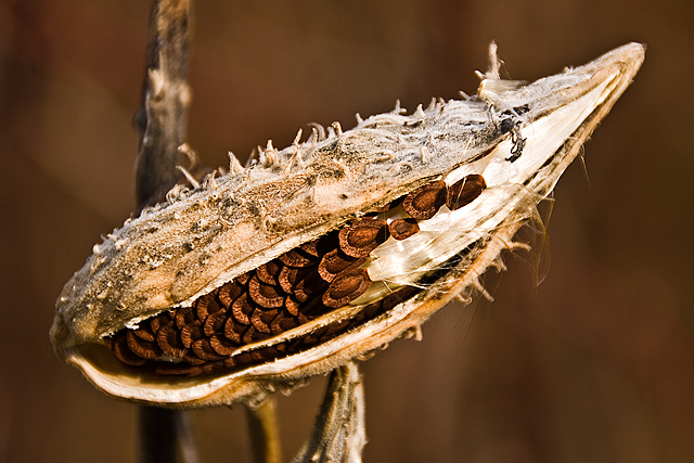 10 - Milkweed Pod