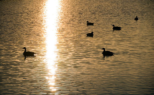 28 - Geese at Sunrise