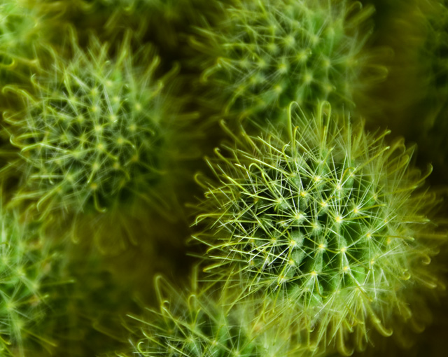 5 - Cactus Top