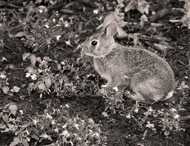 25 - Rabbit