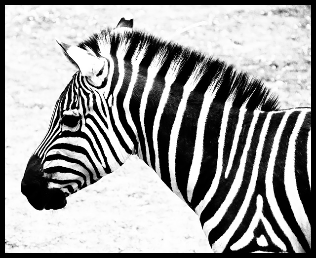 26 - Zebra