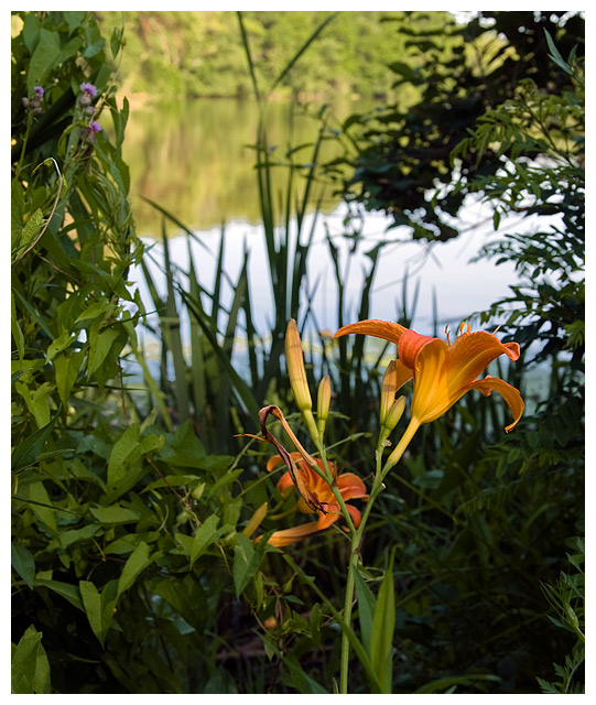 A02 Day Lily