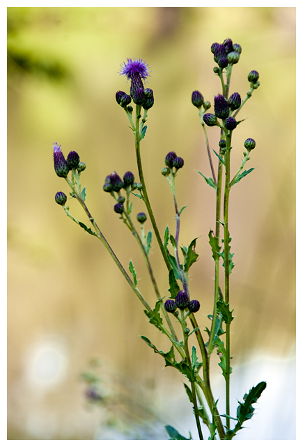 A03 Purple Flower