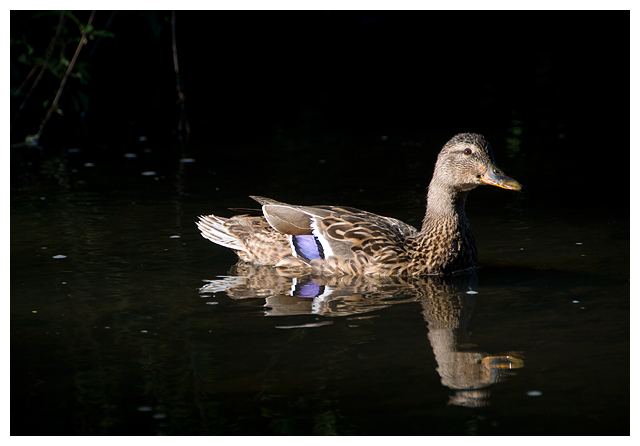 A07 Duck