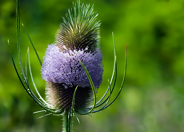 C02 Thistle in Bloom
