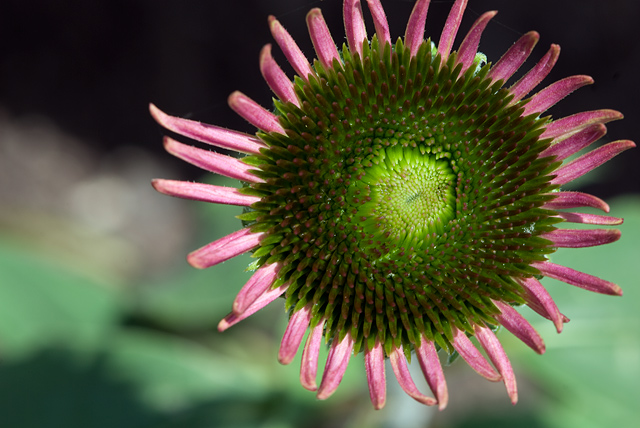 C04 Pink & Green