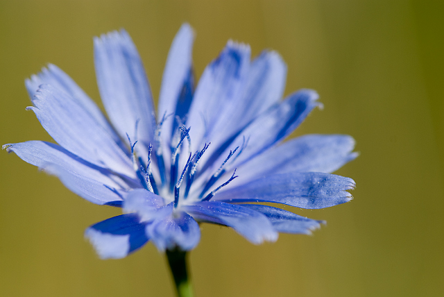 04 - Blue