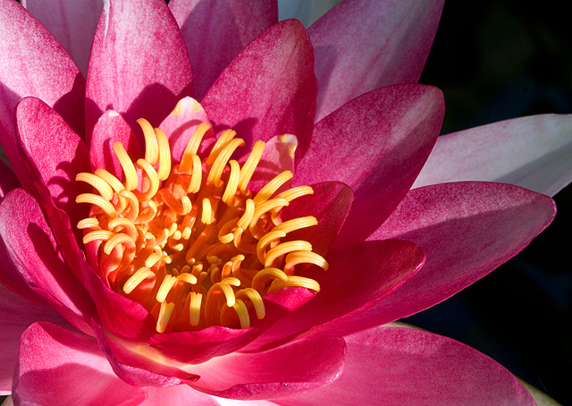 05 - Pink Water Lily