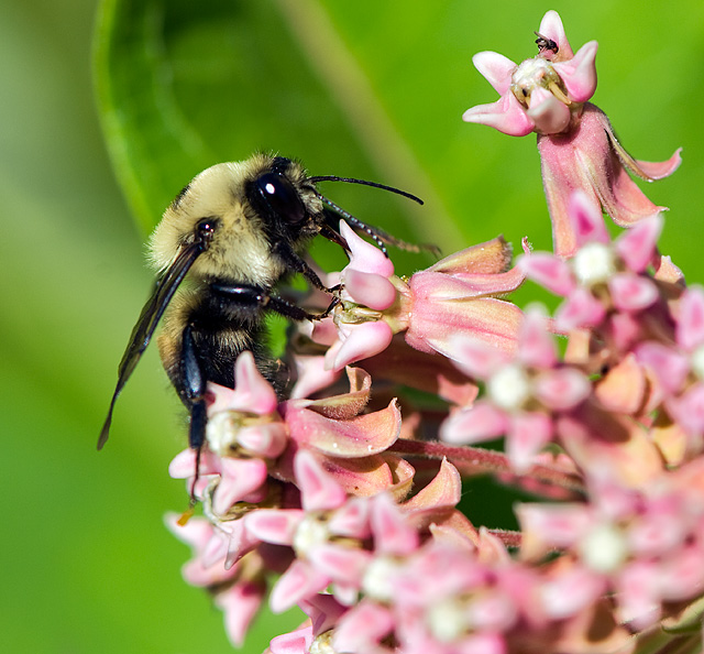 06 - Milkweed and Bee