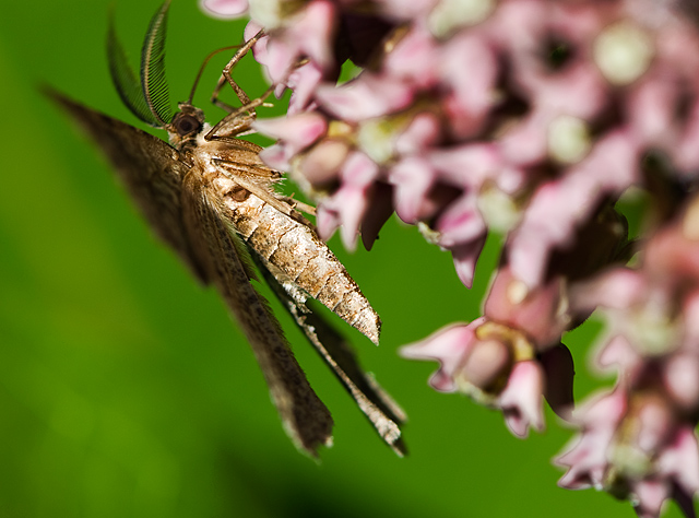 07 - Milkweed and Moth