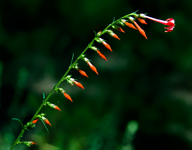 09 - Red and Green