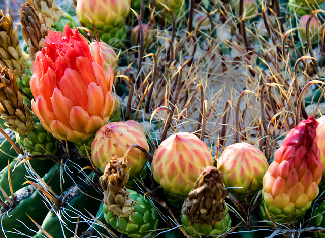10 - Cactus in Bloom