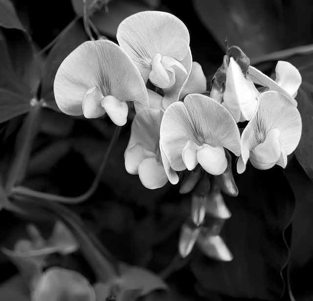 29 - Pink Flowers