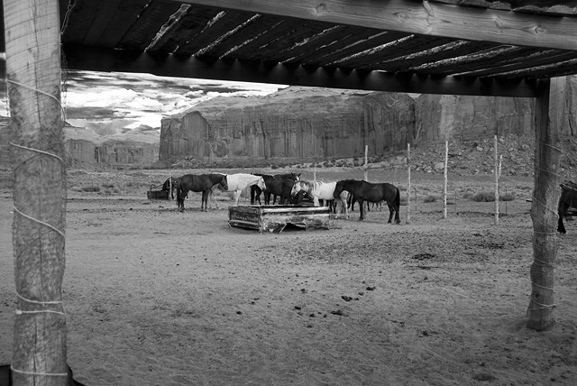 30B - Horses