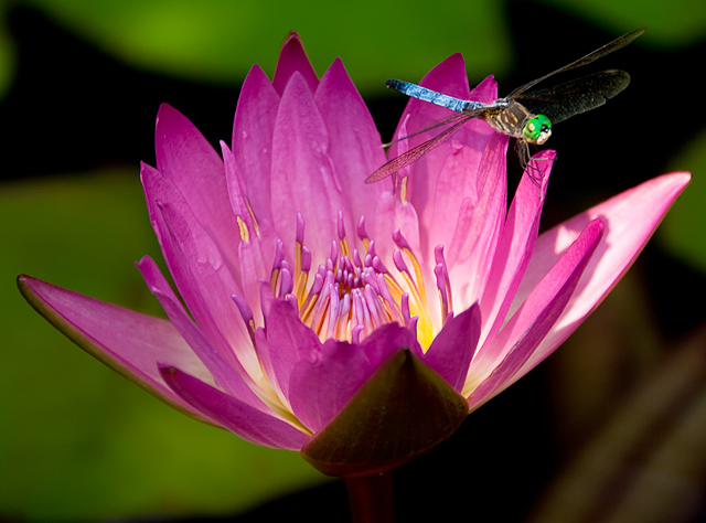 11 - Water Lilly with Dragonfly