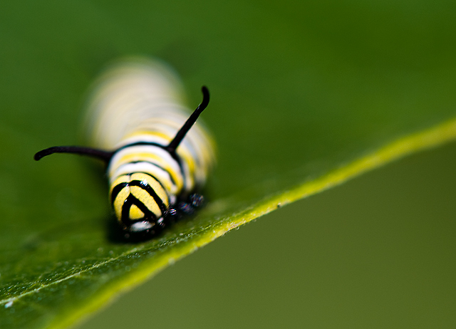 Caterpillar 1