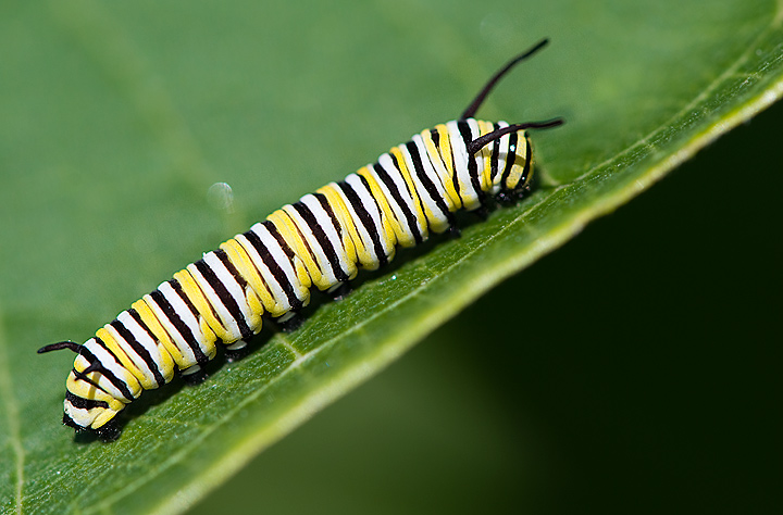 Caterpillar 2