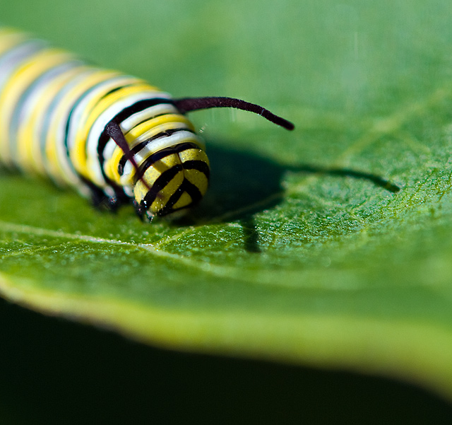 Caterpillar 3