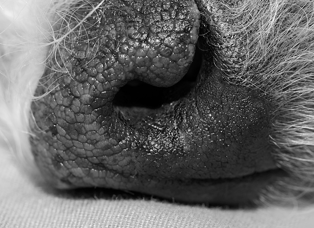 37 - Dog Up Close