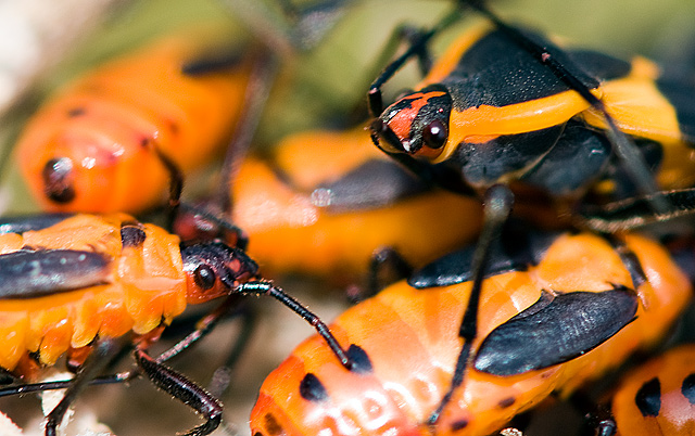 01 - Orange Bugs
