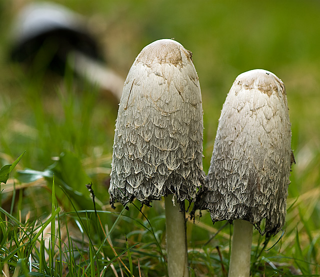 02 - Mushrooms