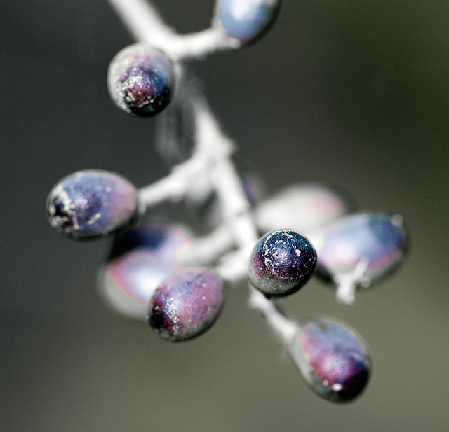 05 - Berries (Blue)