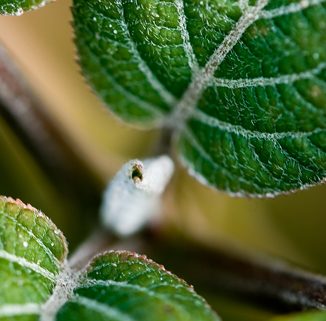06 - Leaves