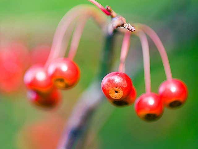 09 - Berries (Red)