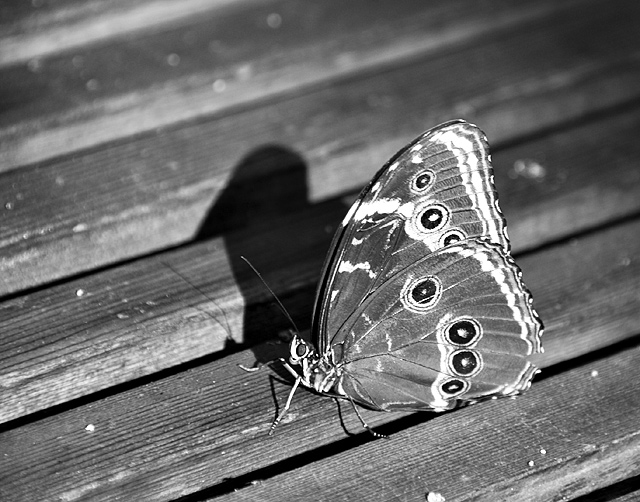 38 - Butterfly