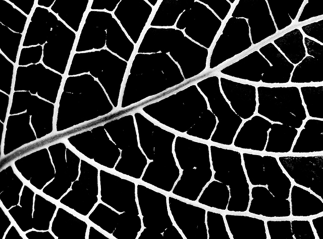 39 - Leaf Pattern