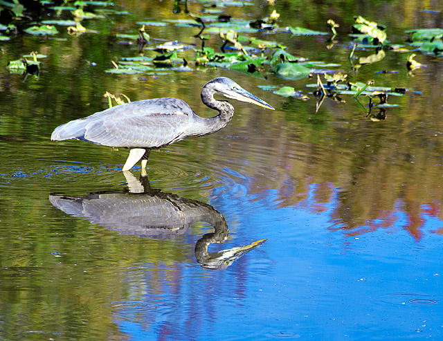 03A - Heron #1