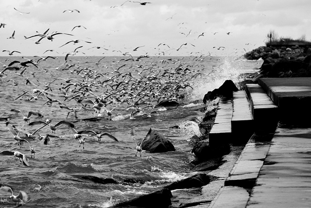 42 - Seagulls