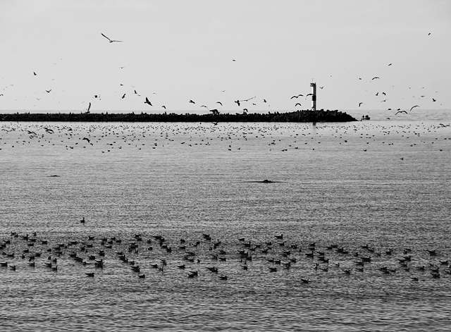 43 - Lighthouse and Seagulls