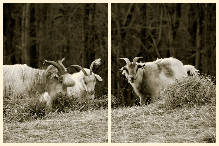 06 - goats