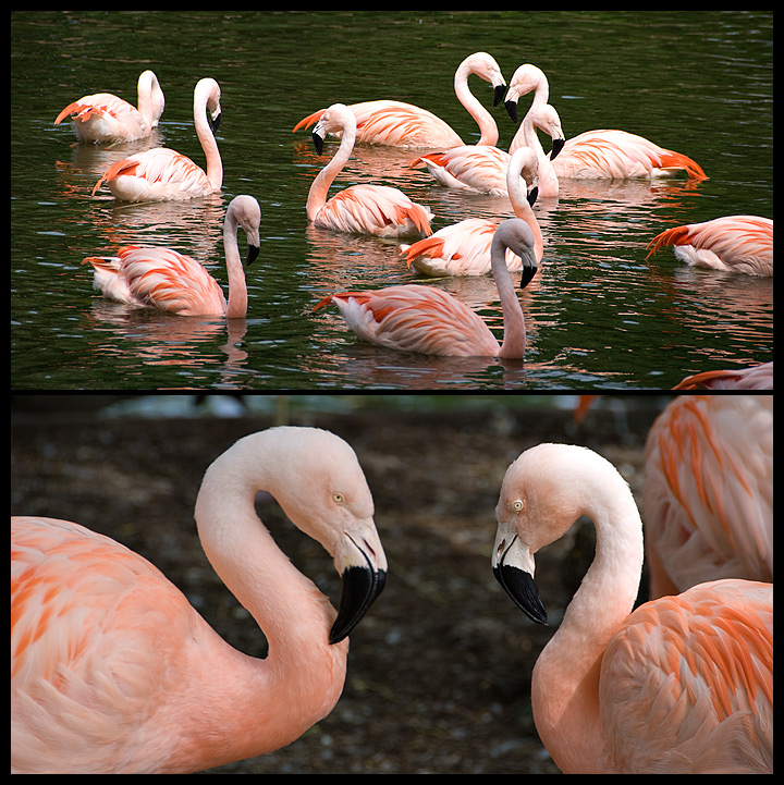 10 - Pinkers