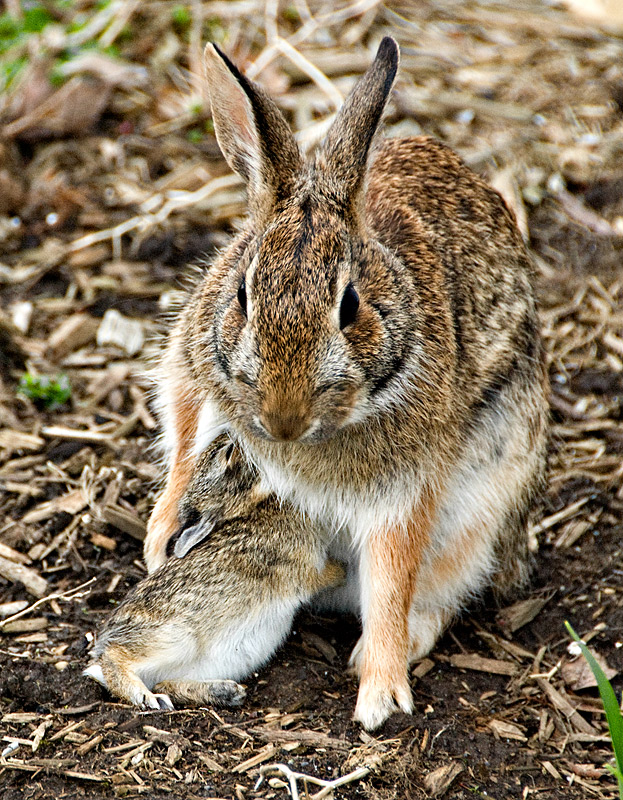 1 - Baby Bunny Feeding