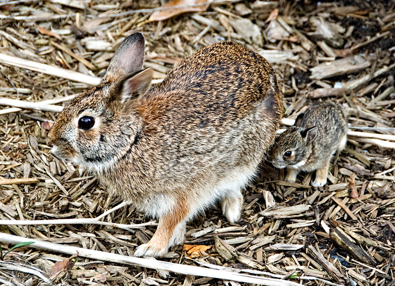 Bunny and Baby