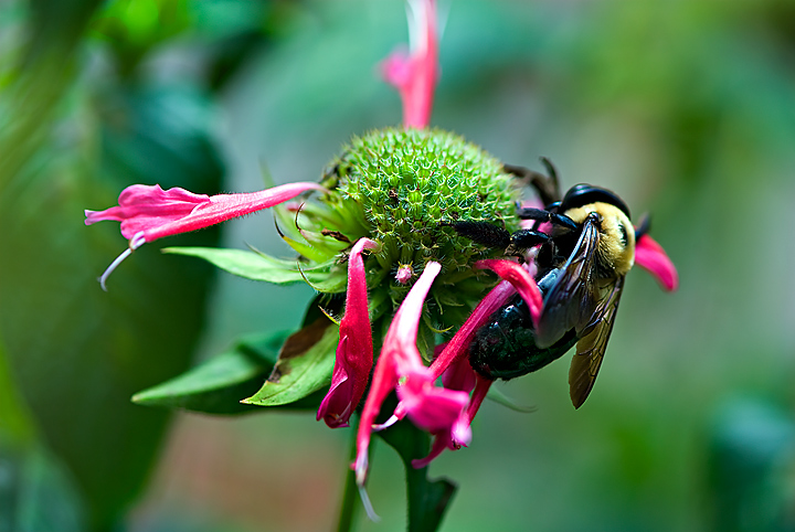 7 - Flower and Bee