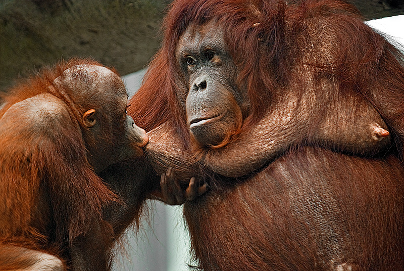 15 Monkey.jpg