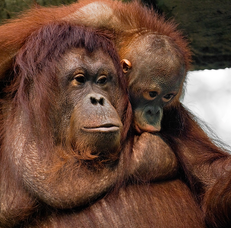 21 Return of the Feeding Monkey.jpg