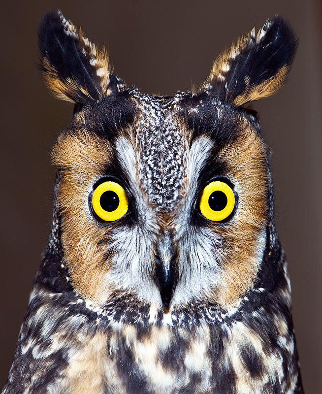 23 Owl.jpg