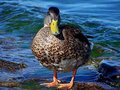 Duck.jpg