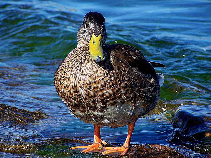 Duck.jpg