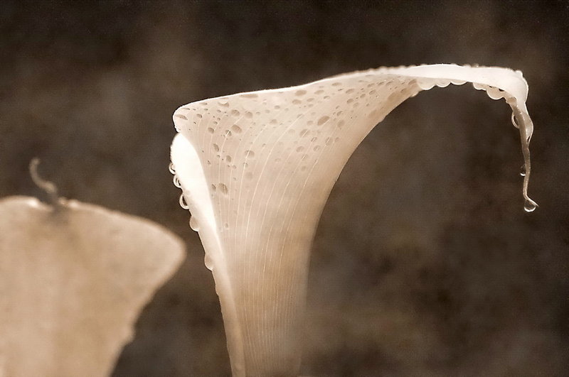 Weeping Calla Lily.jpg