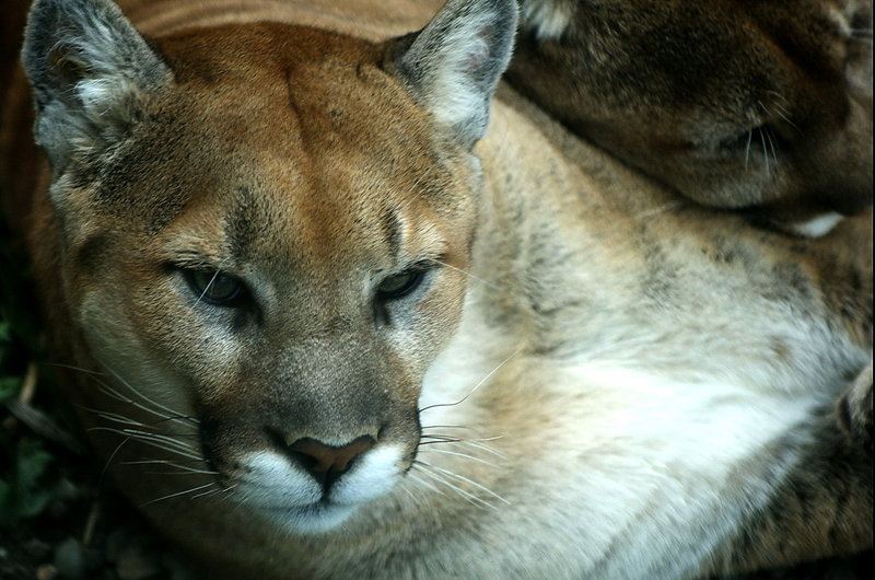 Cougar 1.jpg