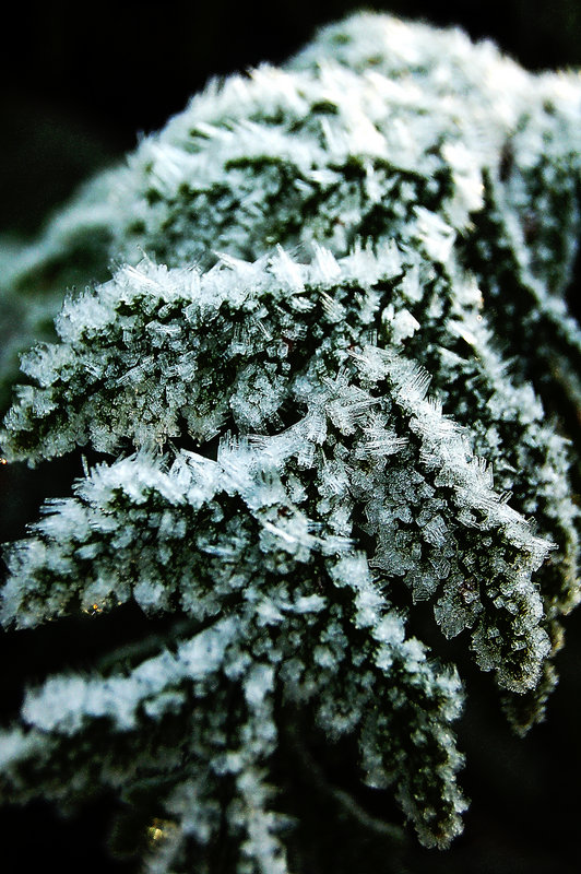 Frosted Bows.jpg