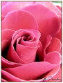 "A Rose By Any Other Name....."