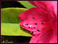 Rhodi