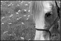 Lilly of the Field